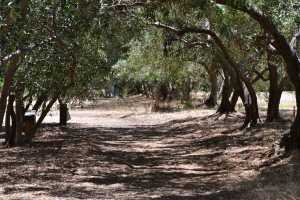 carrick hill 2014 (29)